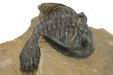 Curled Hollardops Trilobite - Foum Zguid, Morocco #275232-3